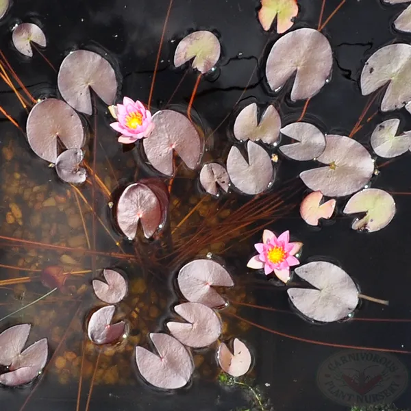 Pink Dwarf Water Lily